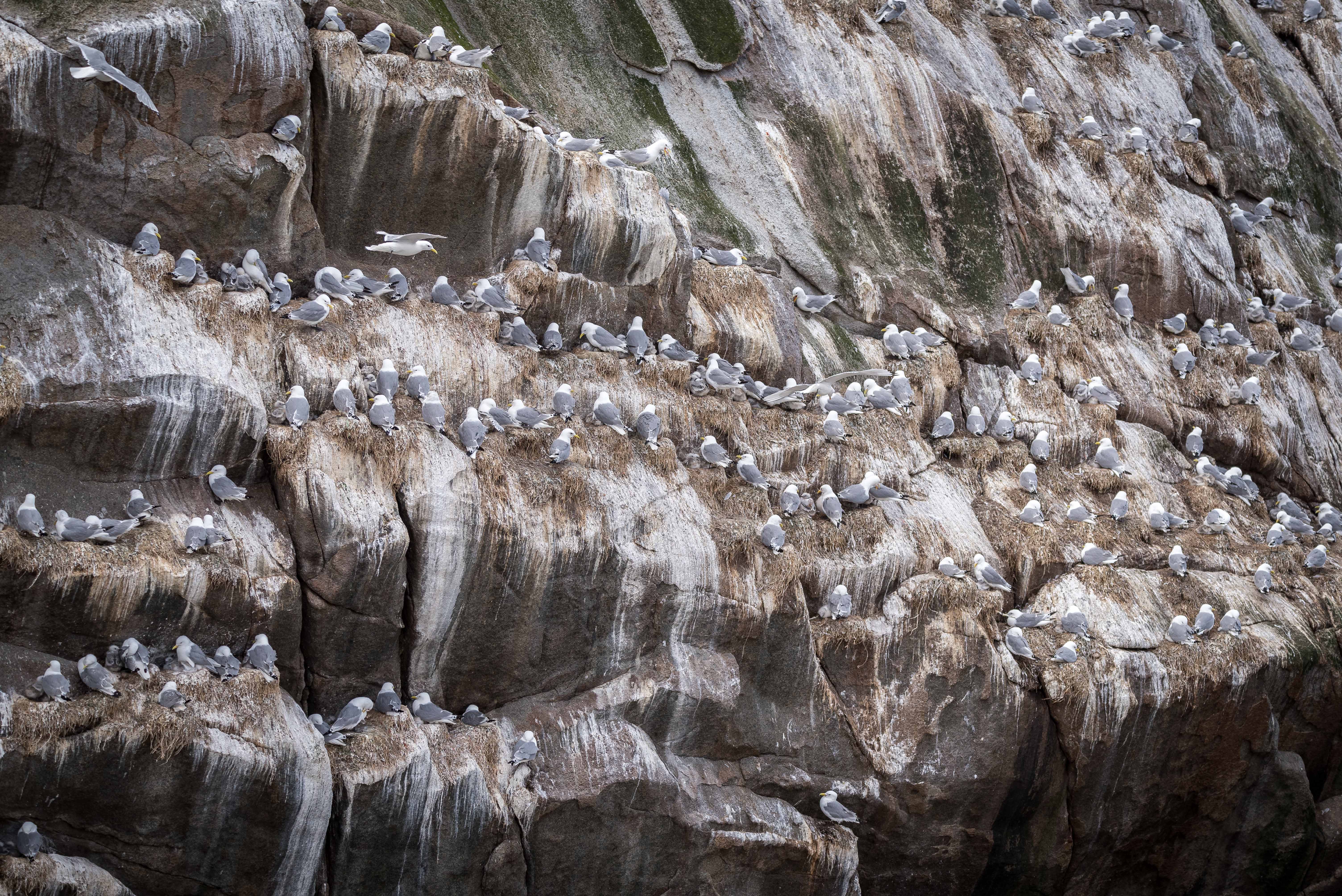 Black-legged kittiwake